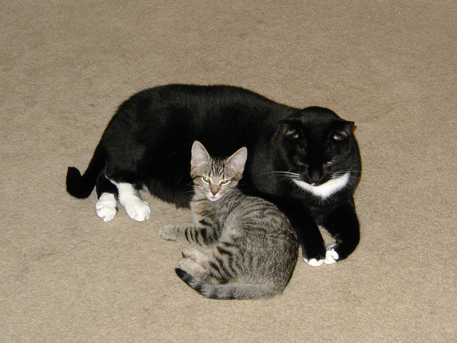 Copyright  2005 by Jeff and Daria Parnes