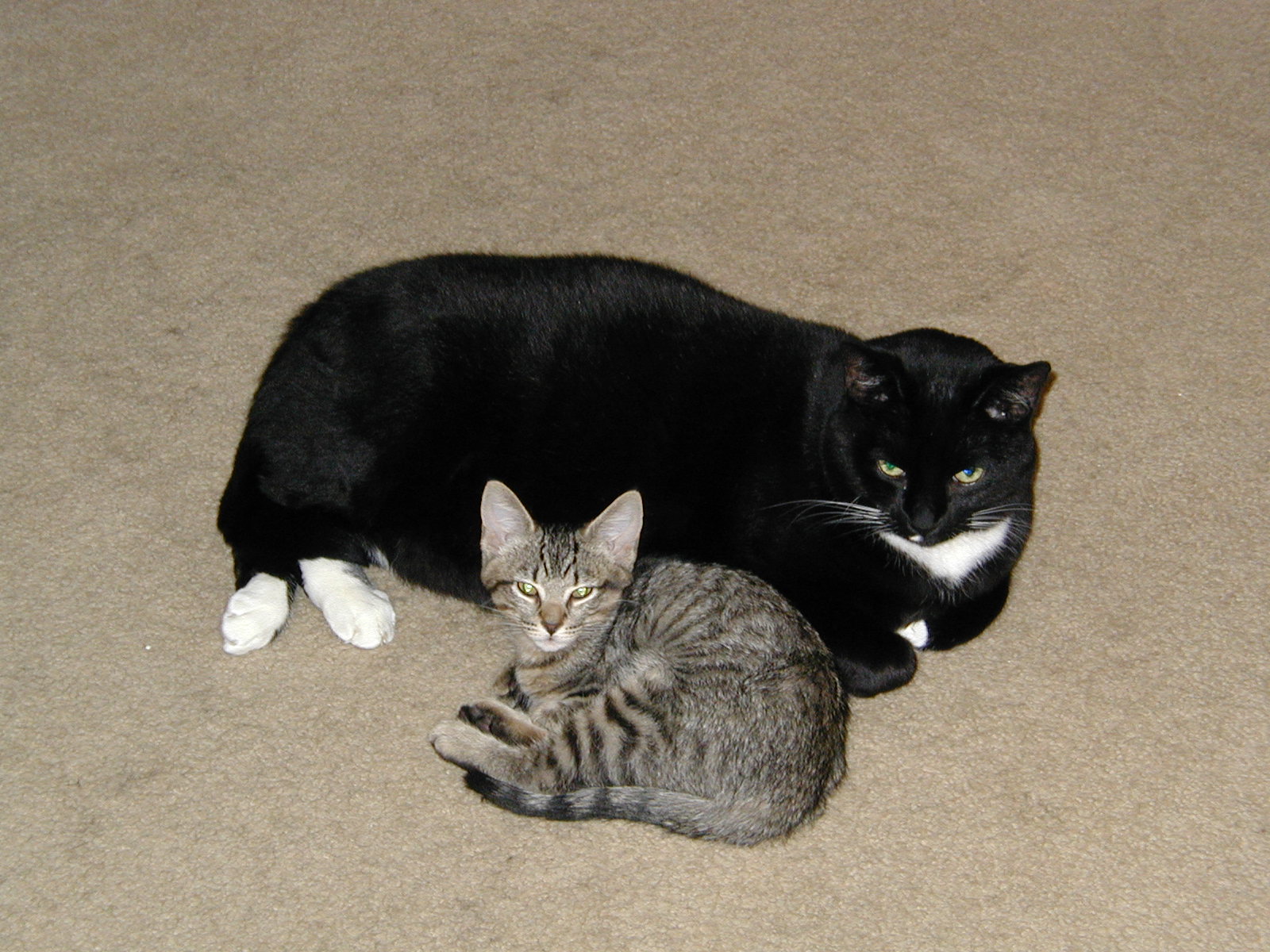 Copyright  2005 by Jeff and Daria Parnes