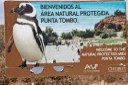 Punta Tombo Penguins